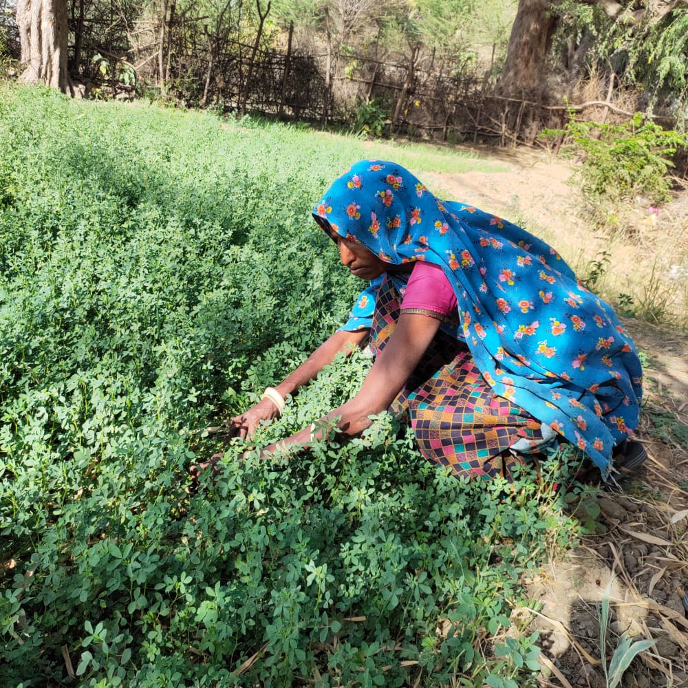 Kitchen gardens and better nutrition